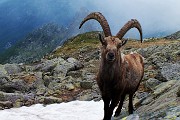 Al Benigni incontri ravvicinati con gli stambecchi di casa il 21 giugno 2016 - FOTOGALLERY